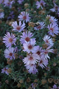 Aster, Michaelmas Daisy 'Wood's Blue'