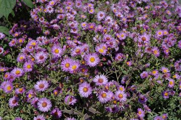 Aster, Purple Woods Aster