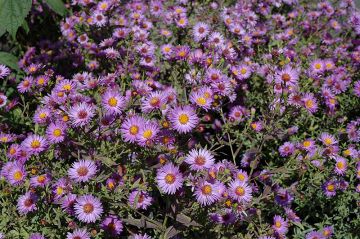 Aster, Purple Woods Aster