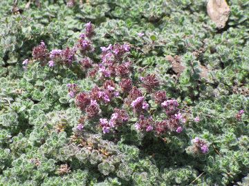 Thyme, Wooly Creeping