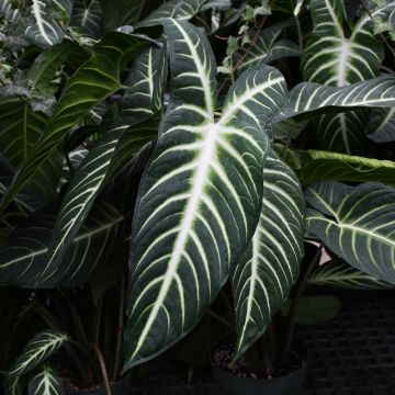 Xanthosoma Lindenii 'Magnificum'
