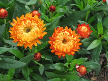 Bracteantha, Strawflower Granvia® 'Harvest Orange'