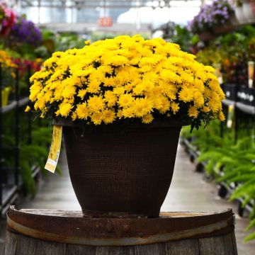 Chrysanthemum, Fall Mum 'Yellow' Patio Planter