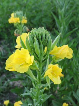 Oenothera, Ozark Sundrops