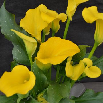 Zantedeschia, Calla Lily 'Yellow'