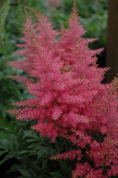 Astilbe, Hybrid Astilbe 'Younique™ Carmine'