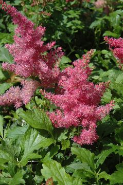 Astilbe, Hybrid Astilbe 'Younique™ Cerise'