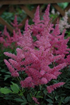 Astilbe, Hybrid Astilbe 'Younique™ Lilac'