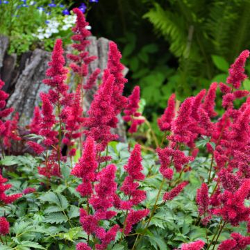 Astilbe, Hybrid Astilbe 'Younique™ Ruby Red'