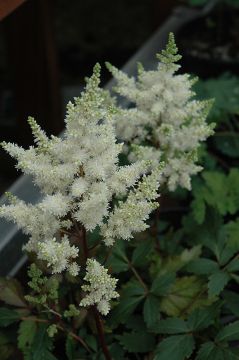 Astilbe, Hybrid Astilbe 'Younique™ White'