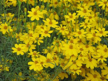 Coreopsis, Threadleaf Tickseed 'Zagreb'