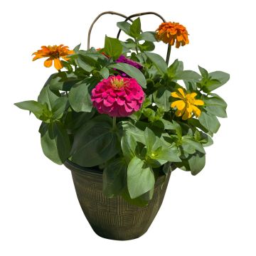 Zinnia, Magnificent Magellan™ Mix Patio Planter