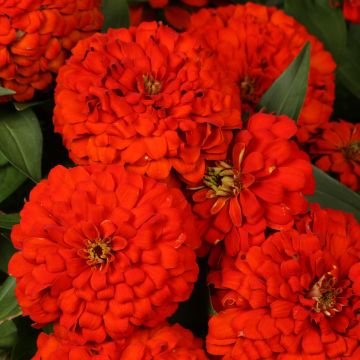 Zinnia, Magellan™ 'Scarlet'