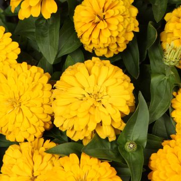 Zinnia, Magellan™ 'Yellow'