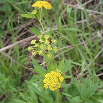 Zizia, Golden Alexanders, 6 pack