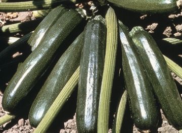 Cucurbita, Zucchini 'Ambassador'
