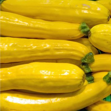 Zucchini, 'Golden Zebra' (Yellow)