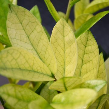 Zamioculcas Zamiifolia 'Chameleon'