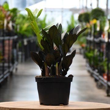 6"" Pot