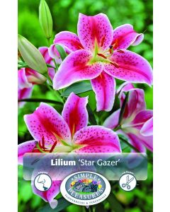 Lilium Oriental, Star Gazer Lily, 2pk bulb