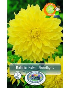 Dahlia, Dinner Plate, Kelvin Floodlight, 1pk bulb