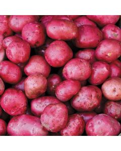 Solanum, Potato 'Chieftain Red'