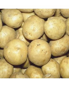 Solanum, Potato 'Kennebec'