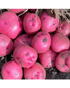 Solanum, Potato 'Dark Red Norland'
