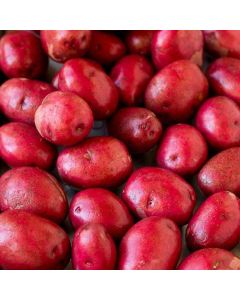 Solanum, Potato 'Red Pontiac'