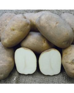 Solanum, Potato 'Russet Burbank'