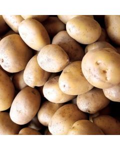 Solanum, Potato 'Yukon Gold'