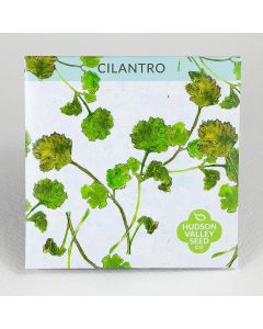 Coriandrum, Cilantro ~ 200 seeds