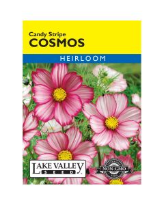 Cosmos 'Candy Stripe' Heirloom