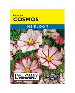 Cosmos 'Picotee' Heirloom