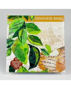 Ocimum, Basil, Genovese Basil ~ 250 seeds