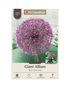 Allium, Flowering Onion 'Red Giant Star'