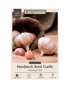 Allium, Seed Garlic Hardneck 'Krandasger Red'