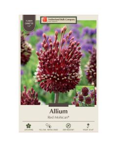 Allium, Flowering Onion 'Red Mohican®'