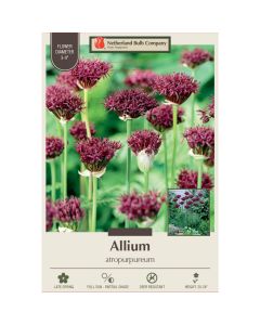 Allium, Flowering Onion 'Atropurpureum'