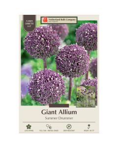 Allium, Giant Allium 'Summer Drummer'