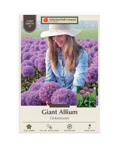 Allium, Giant Allium 'Globemaster'