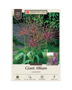 Allium, Giant Allium 'Schubertii'