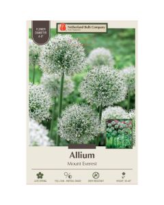 Allium, Flowering Onion 'Mount Everest'