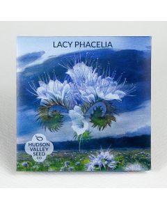 Phacelia, Lacy Phacelia Organic ~ 500 seeds