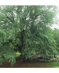 Ulmus, American Elm 'First Editions® St. Croix™'