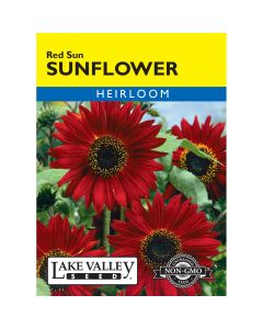 Helianthus, Sunflower 'Red Sun'