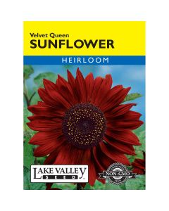 Helianthus, Red Sunflower 'Velvet Queen'