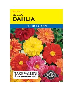Dahlia 'Unwin’s' Mixed Colors