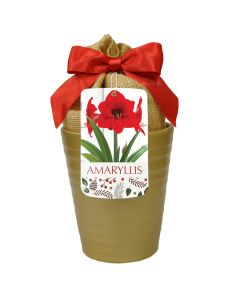 Hippeastrum, Large Flowering Amaryllis 'Red Lion', 1 kit