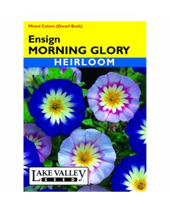Convolvulus, Bush Morning Glory 'Ensign' Mixed Colors